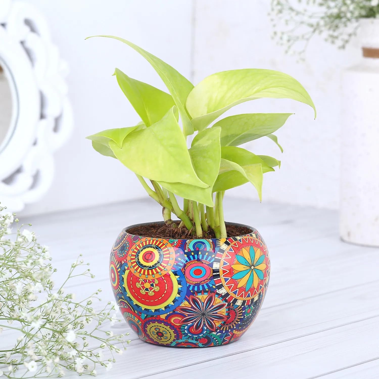 FNP Live Money Plant in Metal Pot | Low-Maintenance Succulent | Good Luck & Positive Energy Plant | Indoor & Outdoor Décor