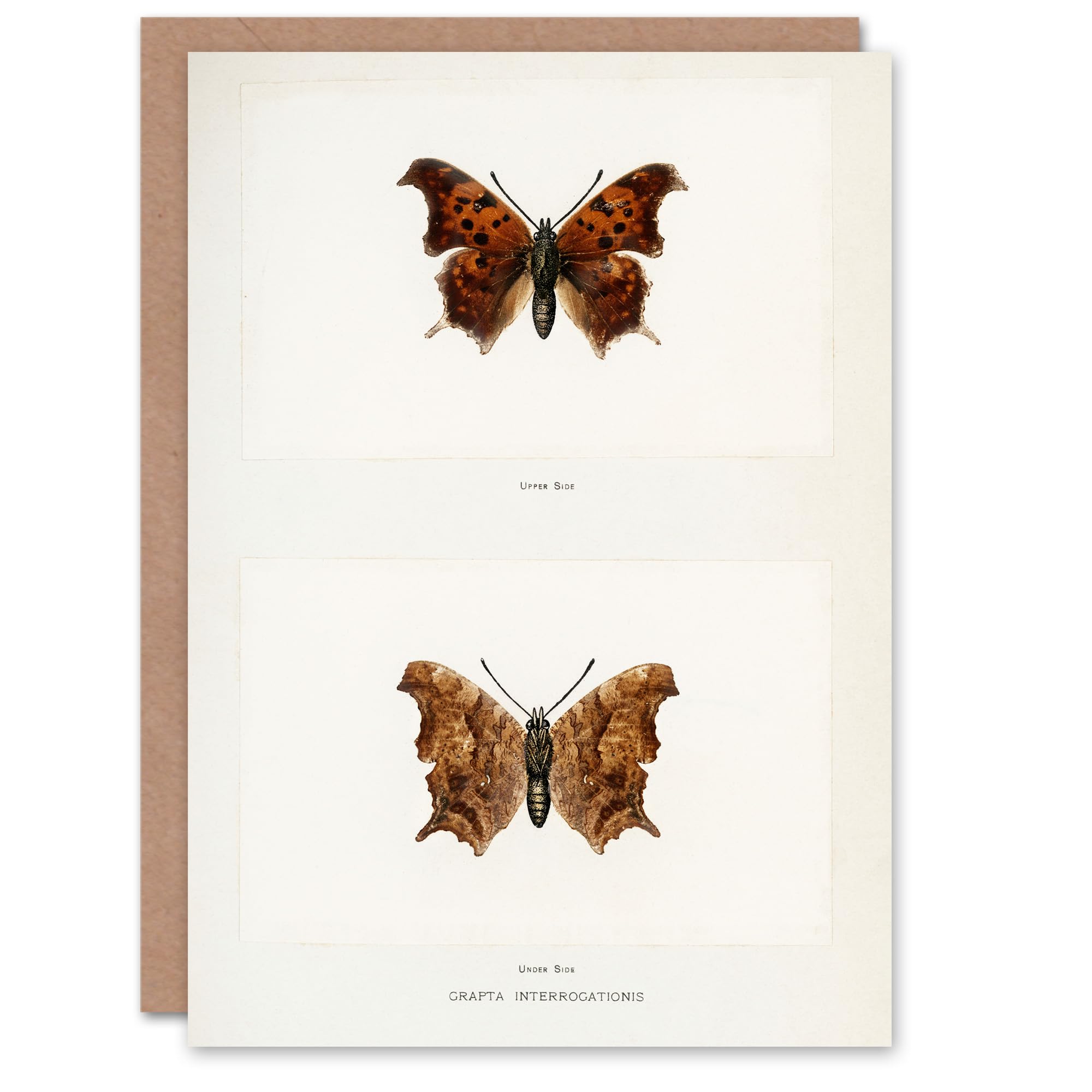 Artery8 Sherman Denton Art Card Question Mark Butterfly Vintage Illustration
