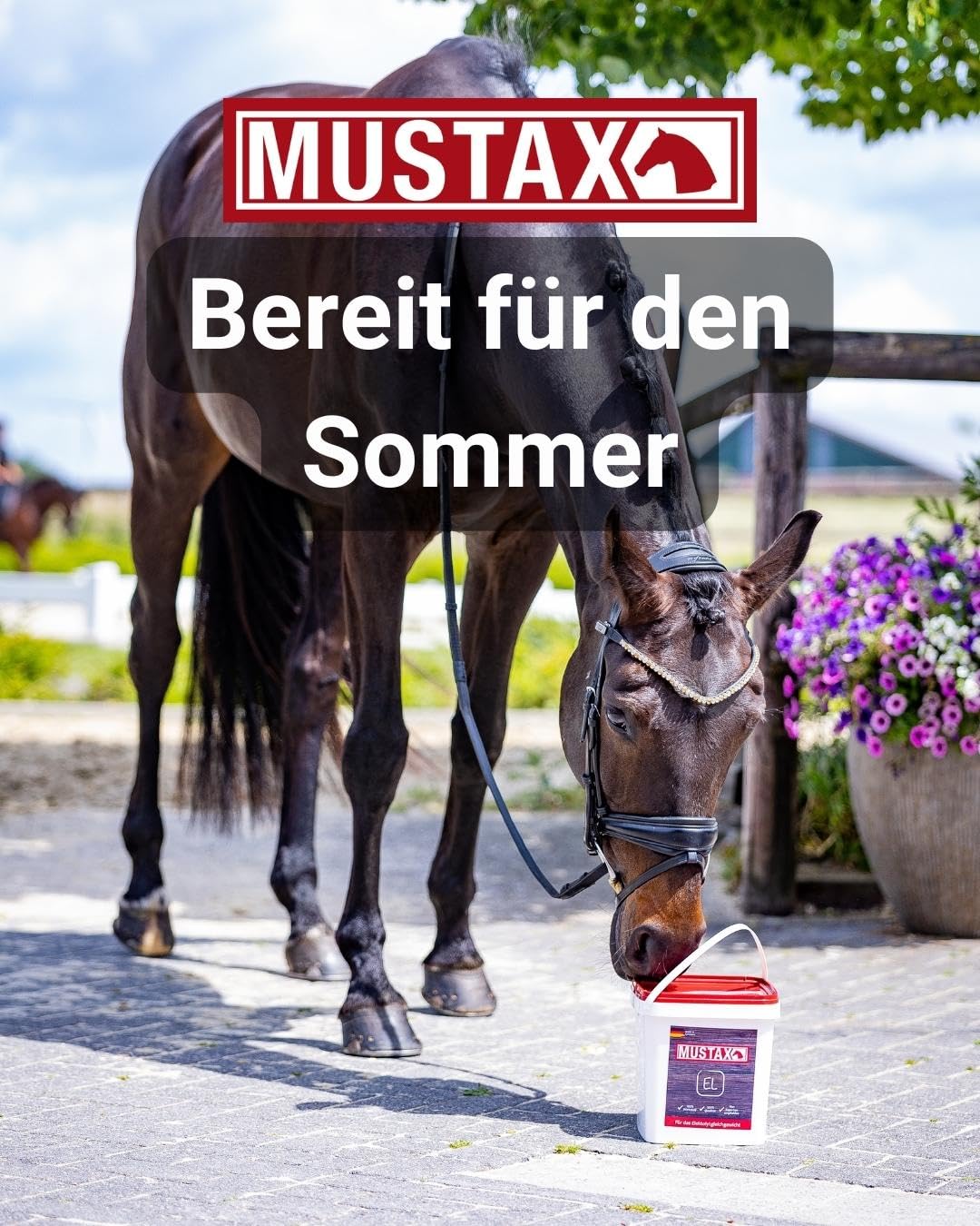 MUSTAX Elektrolyt -gleicht die Verluste von Elektrolyten beim Schwitzen aus und fördert so die Leistungsfähigkeit, Ausdauer & Gesundheit deines Pferdes, mit Tierernährungsexperten entwickelt (1 kg)