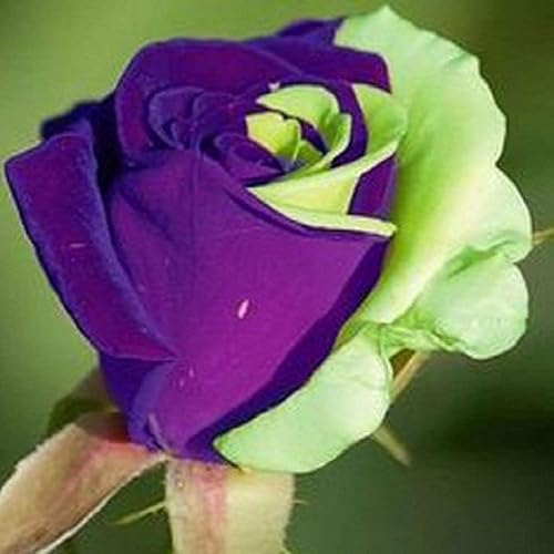 Generic Fresco 100 piezas MUL-Color Rosa Semillas de Flor para Plantar Negro Azul