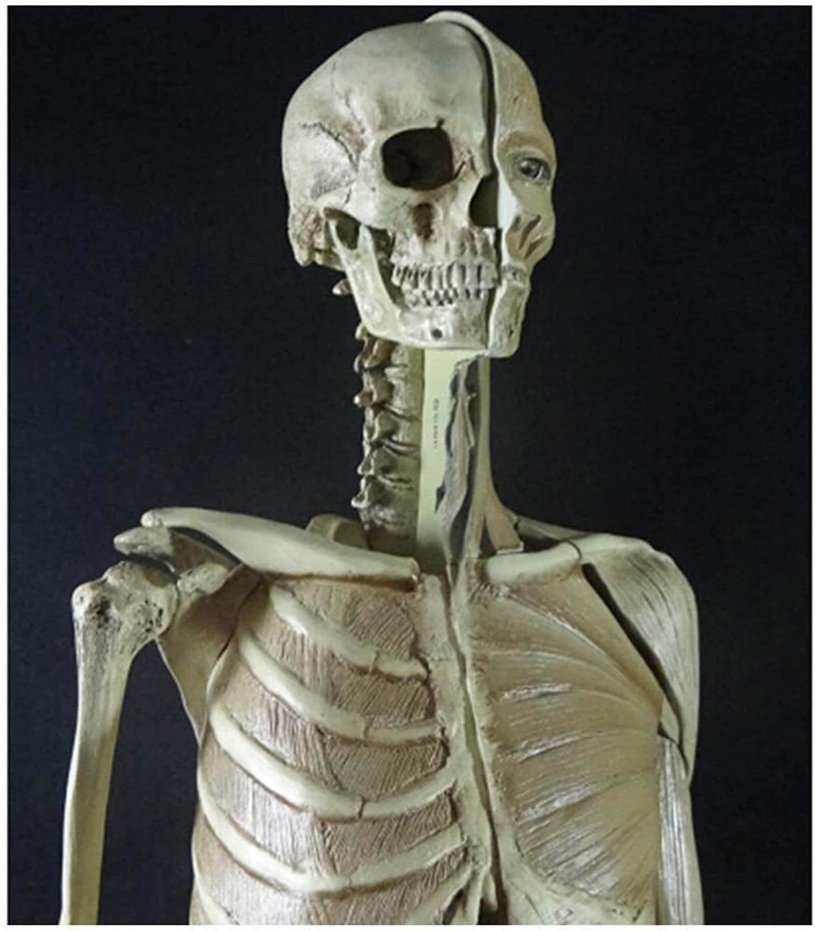 Modèle de Figure Anatomique féminine - Modèle d'os Musculaire Humain Anatomique de 60 cm - Matériau PU Modèle de Peinture Anatomique de Squelette Humain - Compatible avec Le Dessin d'artiste