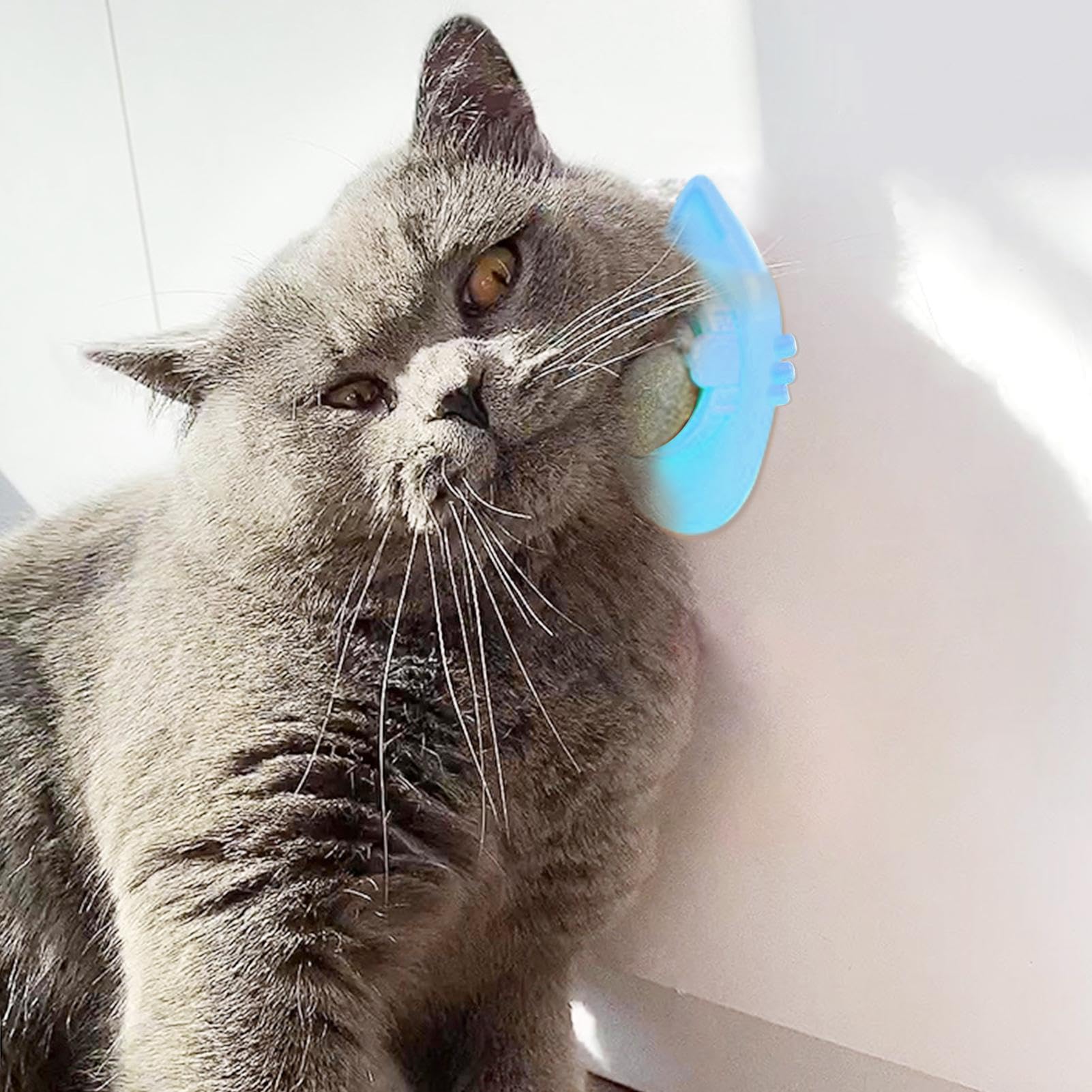 Kattenstaartbal