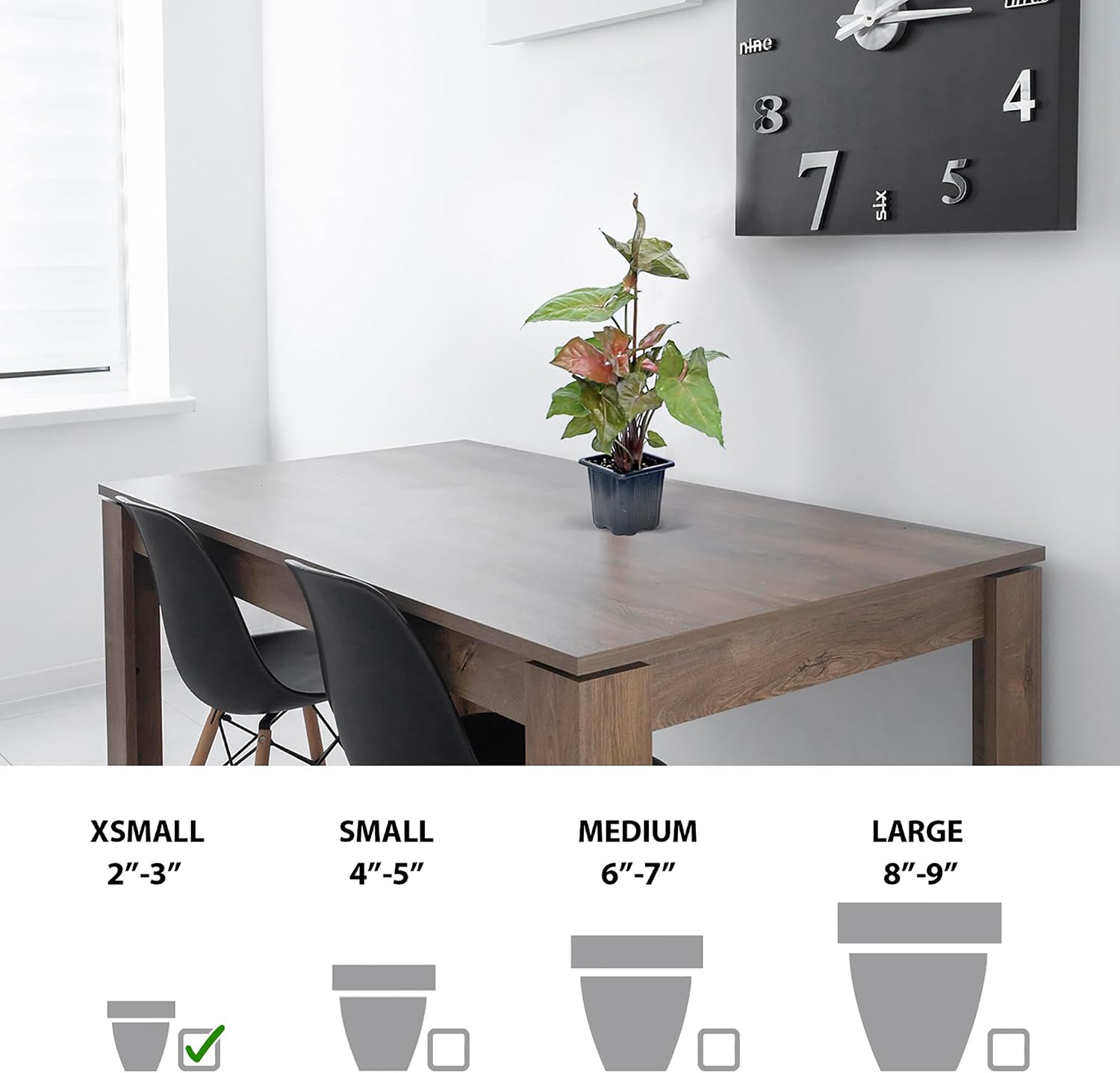 6 Pack Syngonium Maria Allusion Live Plant Bundle, 3 Inch Pots, Arrowhead Vine Houseplant, Indoor Tropical Foliage Plant