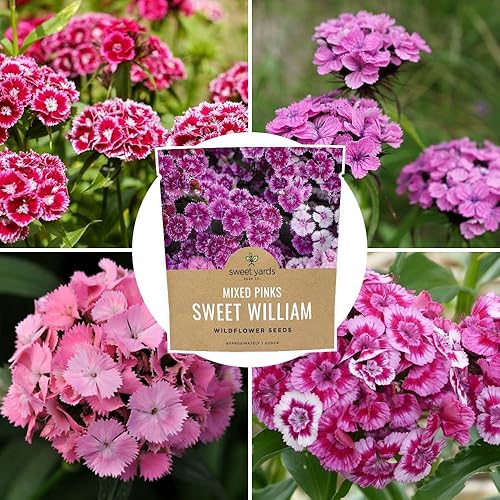 Miniatura 9 de Semillas Sweet William - Colores rosados mezclados - Paquete extra grande de 1 onza - Más de 30,000 semillas de flores polinizadas abiertas sin OMG