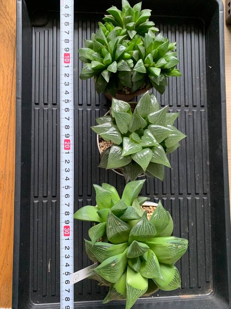 Amazon.co.jp: ハオルチア 3種類 大株 群生 鉢ごと発送 : DIY