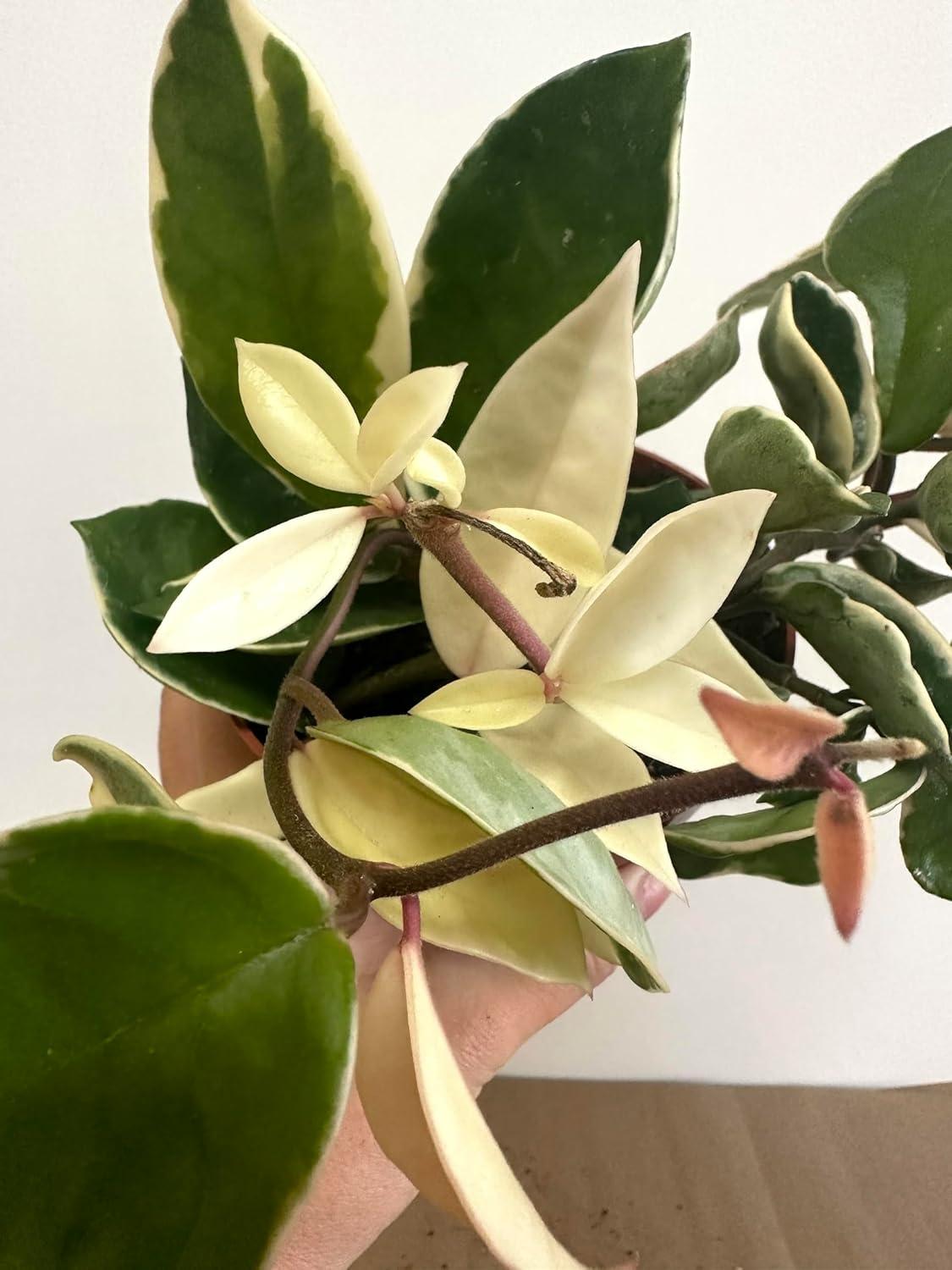 Live Hoya Carnosa Tricolor Variegated Plant in 5" Pot