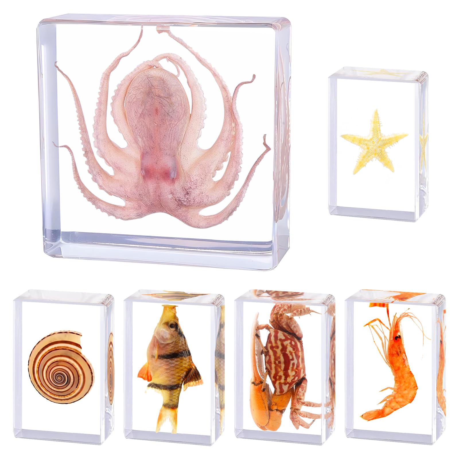 6Pcs Real Marine Specimen,Taxidermy Octopus,Fish,Crab,Starfish,Shrimp,Shell,Ocean Taxidermy Animal in Resin for Science Education,Biology Classroom,