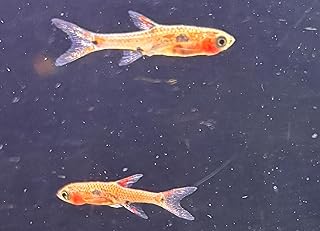 【Amazon限定】(小型魚)ボララス・マキュラータ, 熱帯魚, 生体観賞魚 シュリンプ水槽にもおススメ 5匹以上死着保証+1匹 (1)
