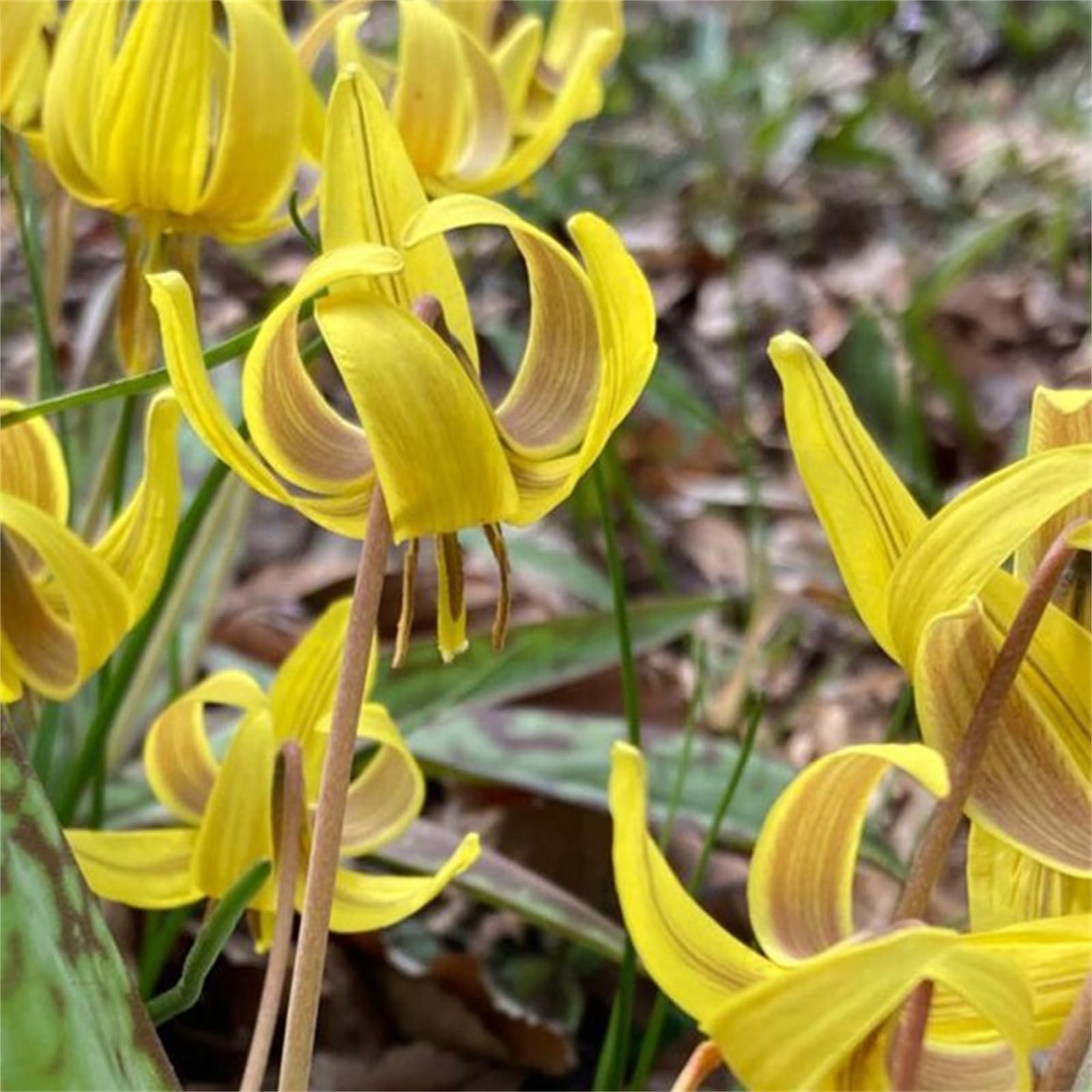 Quality Perennial Lily Bulbs in Multiple Colours, Ready to Plant for Instant Garden Display-10bulbs-D — image 1