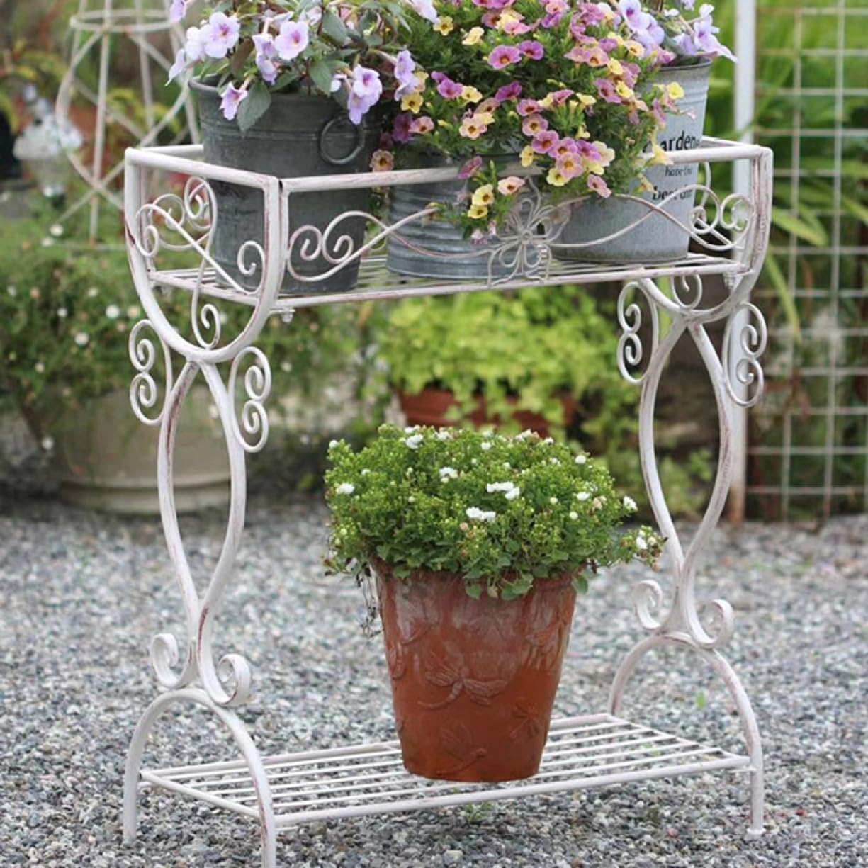 パンダガジュマル コパンダ接木 5号 パンダガジュマル コパンダ接木 5