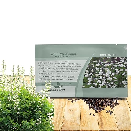 Outsidepride White Wild Indigo Seeds for Planting - 100 Pcs