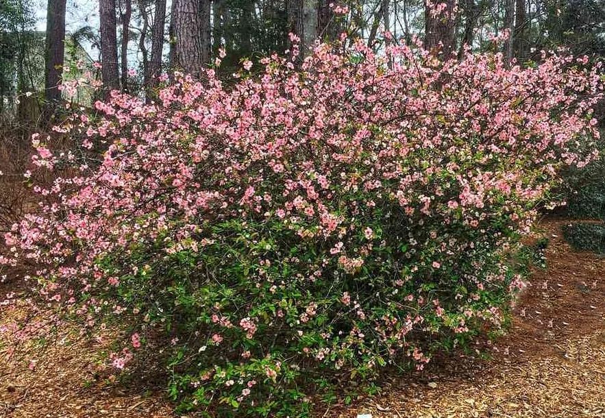Miniatura 2 de Membrillo floral multicolor 'Toyo Nishiki' - Rosa y blanco - Planta viva enviada de 1 a 2 pies de alto por DAS Farms