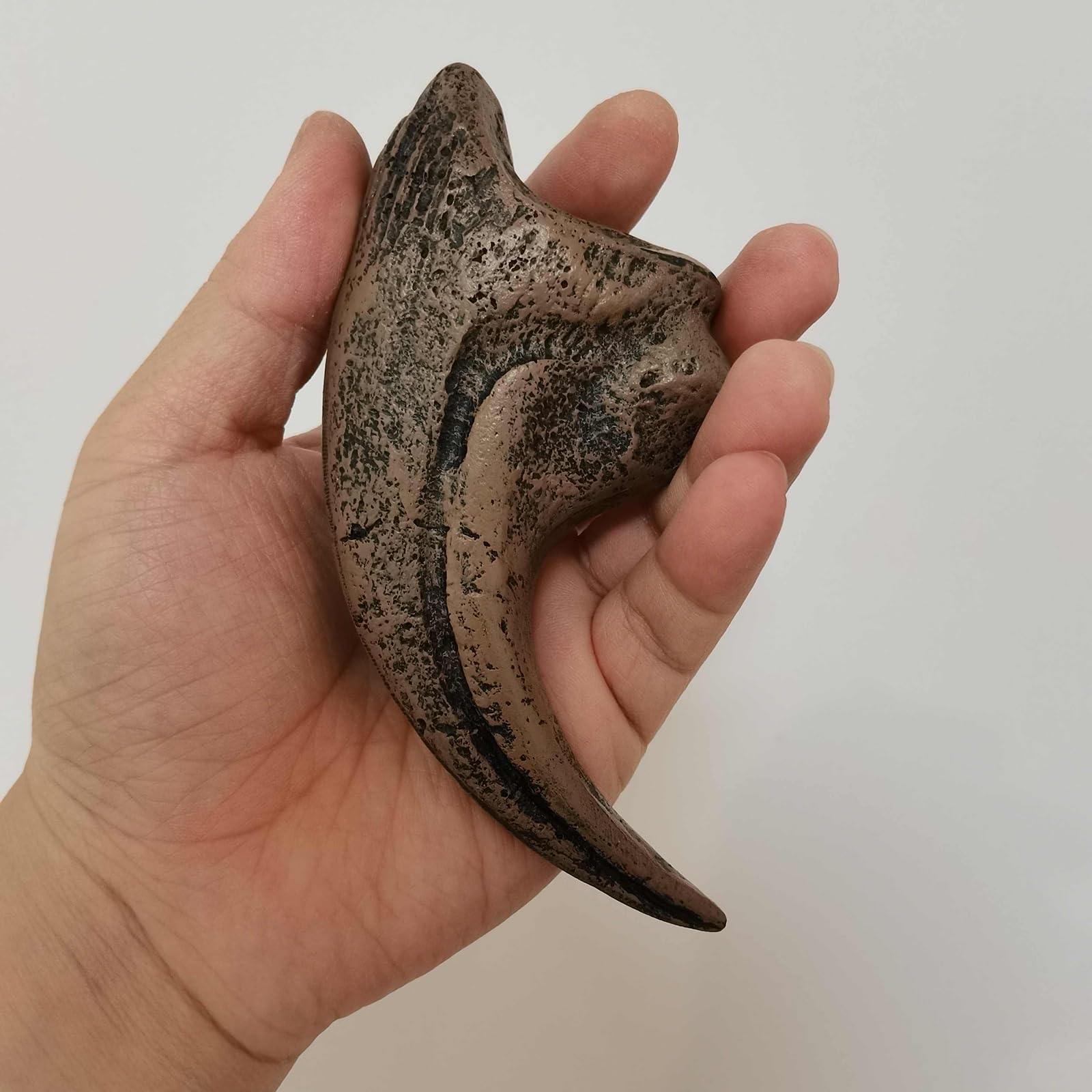Velociraptor Dinosaurio Tamaño Natural Garra Fósil Réplica Dinosaurio Réplica Fósil Decoración para Casa Oficina Decoración Artesanía Enseñanza Prop