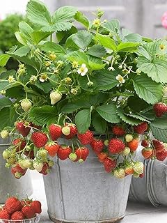 200+ Wild Strawberry Strawberries Seeds - Fragaria Vesca - Edible Garden Fruit Heirloom Non-GMO - Made in USA, Ships from ...