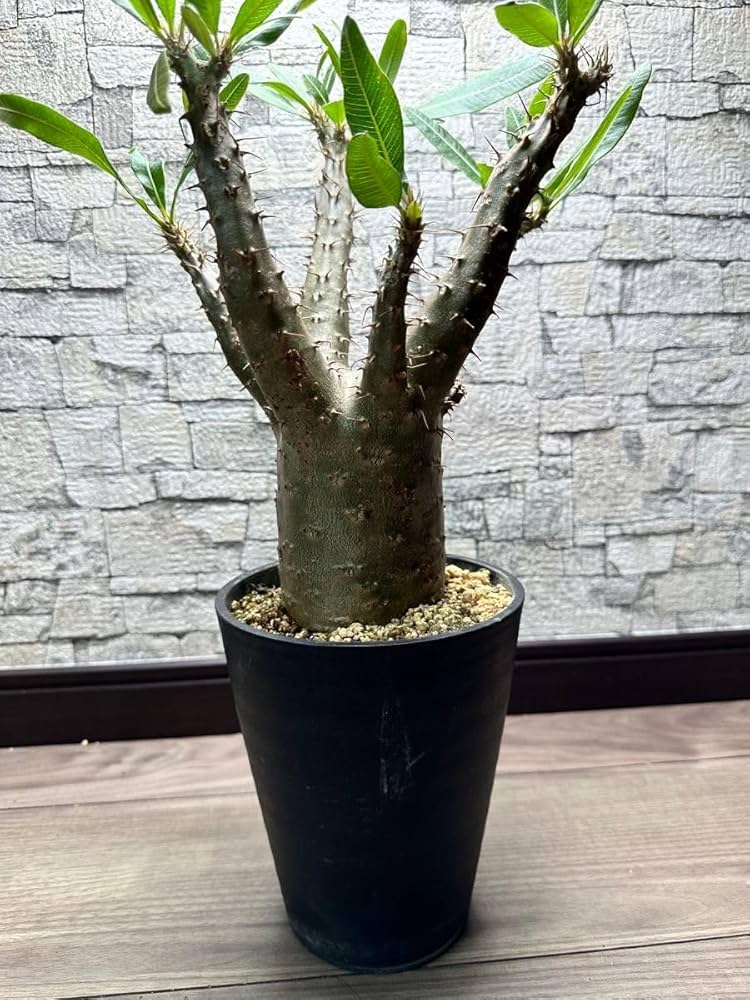 パキポディウム・品種不明(抜き苗) パキポディウム・グラキリス 抜き苗 〈31〉 | mana's farm