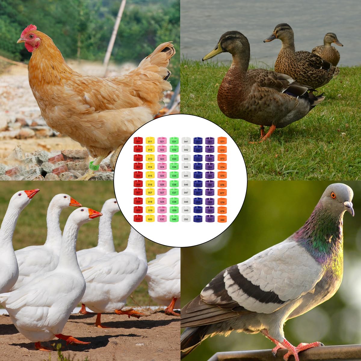 Anneaux Pattes Volaille - 80 Pièces - 8 Couleurs - Identification Poules Et Oiseaux