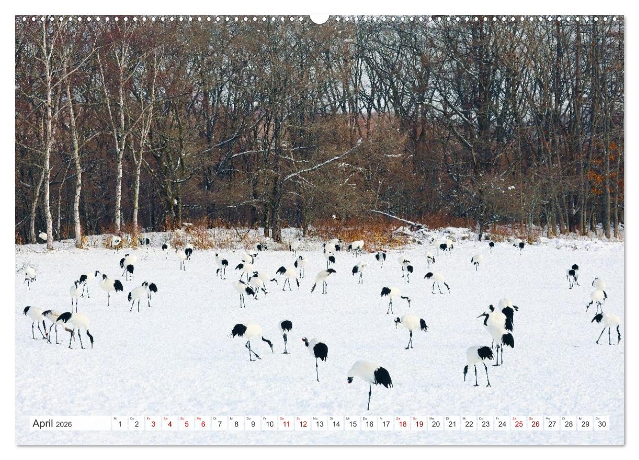 Wildes Japan - Hokkaido im Winter (hochwertiger Premium Wandkalender 2026 DIN A2 quer), Kunstdruck in Hochglanz: Hokkaido im hohen Norden Japans ist im Winter ein weißes Wunderland.