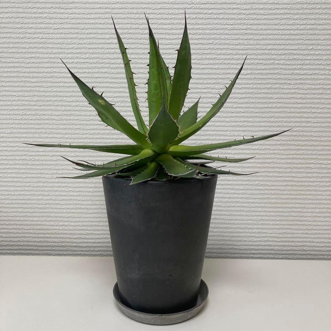 越冬植物等 44鉢一括譲渡 越冬植物等 44鉢一括譲渡 越冬植物等 44鉢一括譲渡