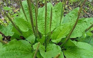 Broadleaf Plantain Seeds 100 Seeds Plantago Major
