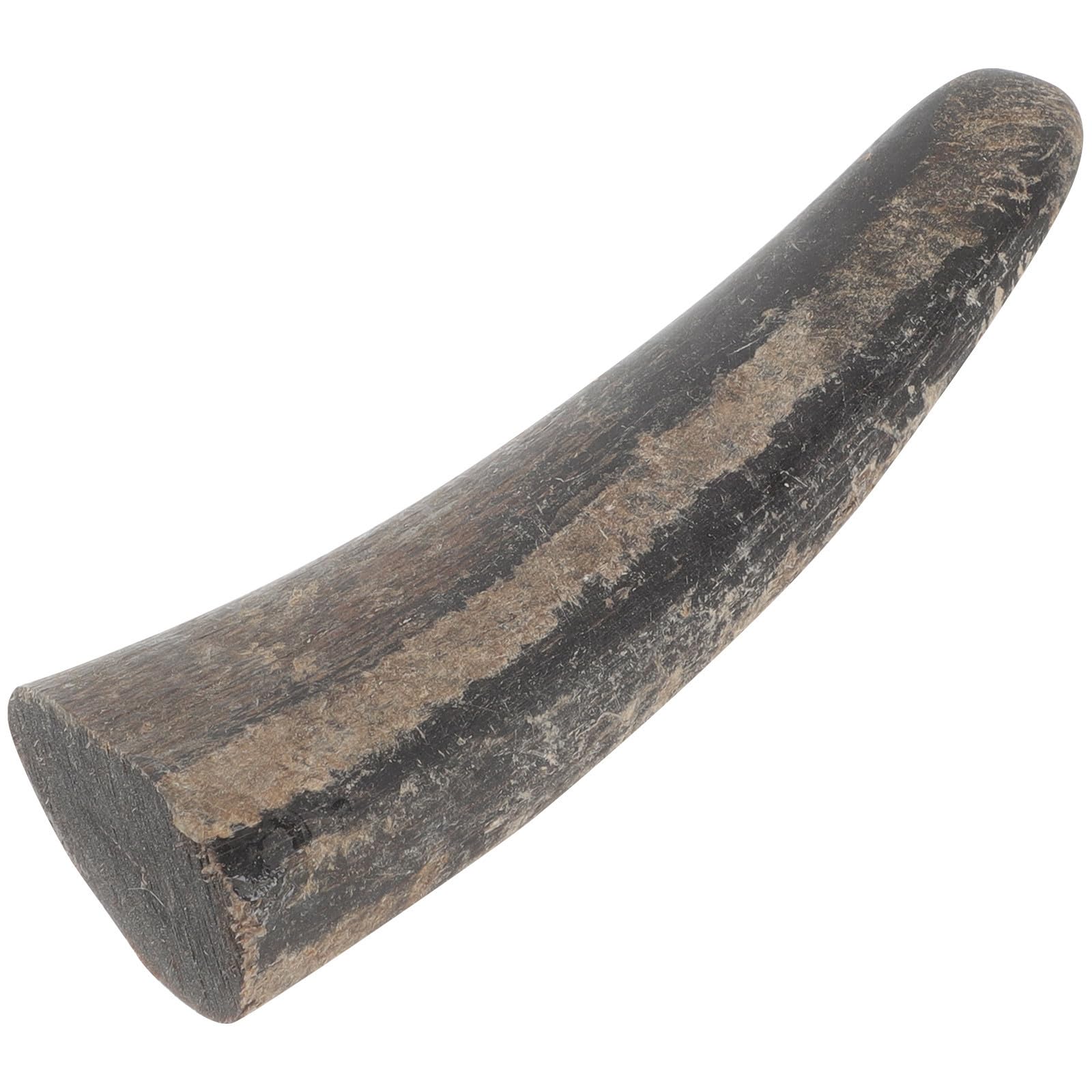 Cuerno de toro natural macizo para artesanía fina y modelado de alta calidad