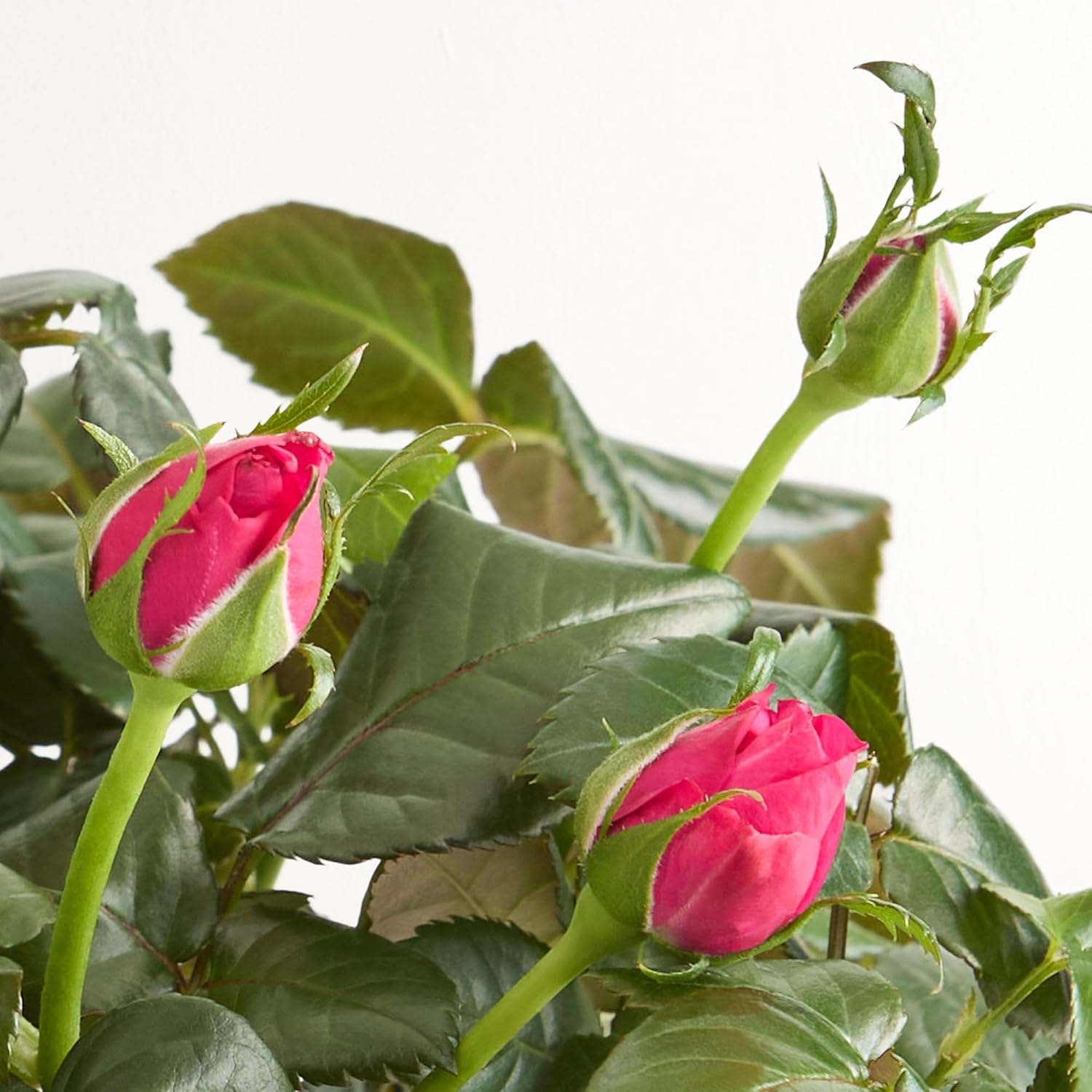 1800 Flowers - Classic Budding Rose Small | Budding Roses for Delivery | Ideal for Mother's Day Gatherings, DIY, Spring Decor, Centerpieces, Weddings & Parties