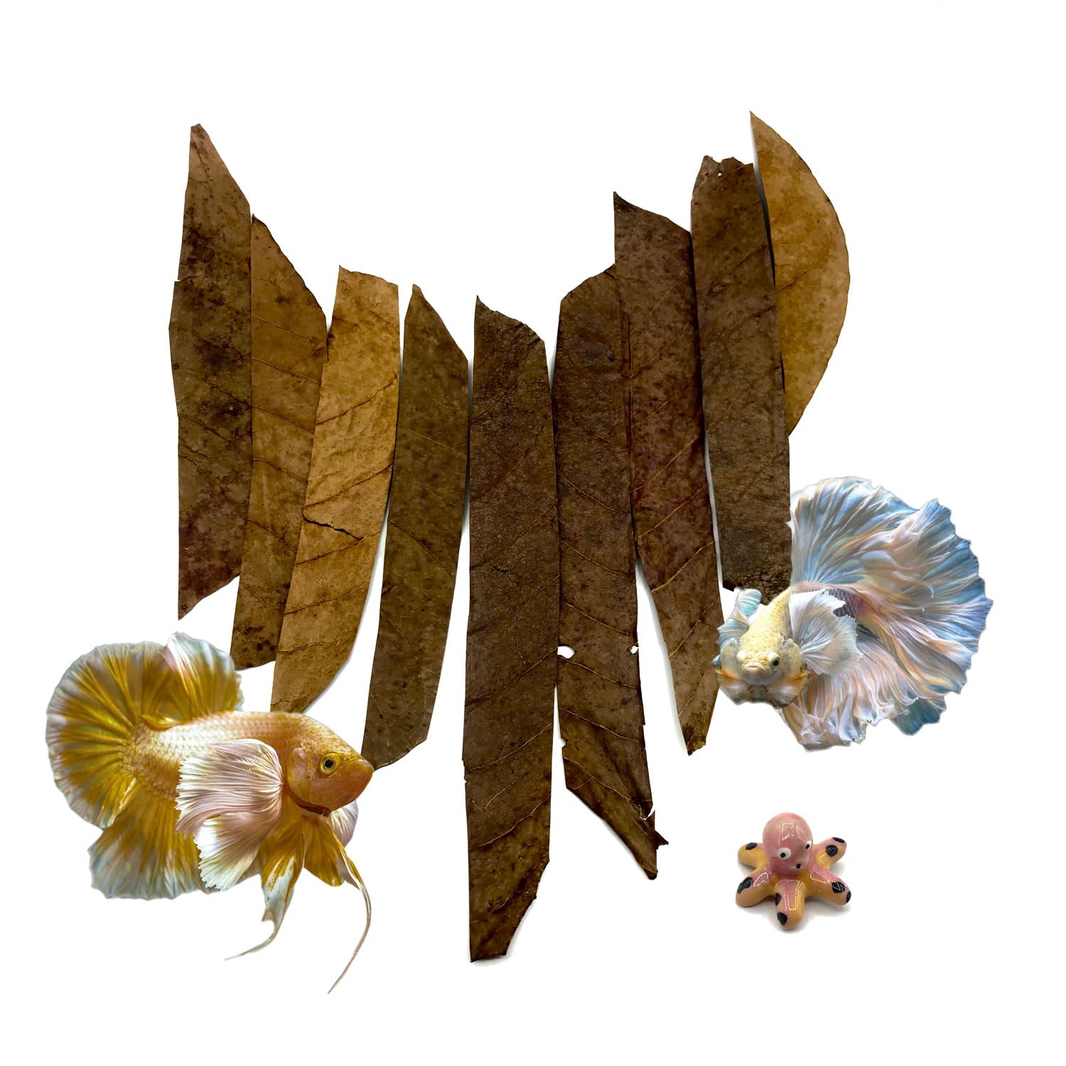 BettaLeaf Comfort Zone Fish Indian Almond Leaves Slice in Pieces Leaf ready to use 45 Grams Pack (80~100 Pieces)