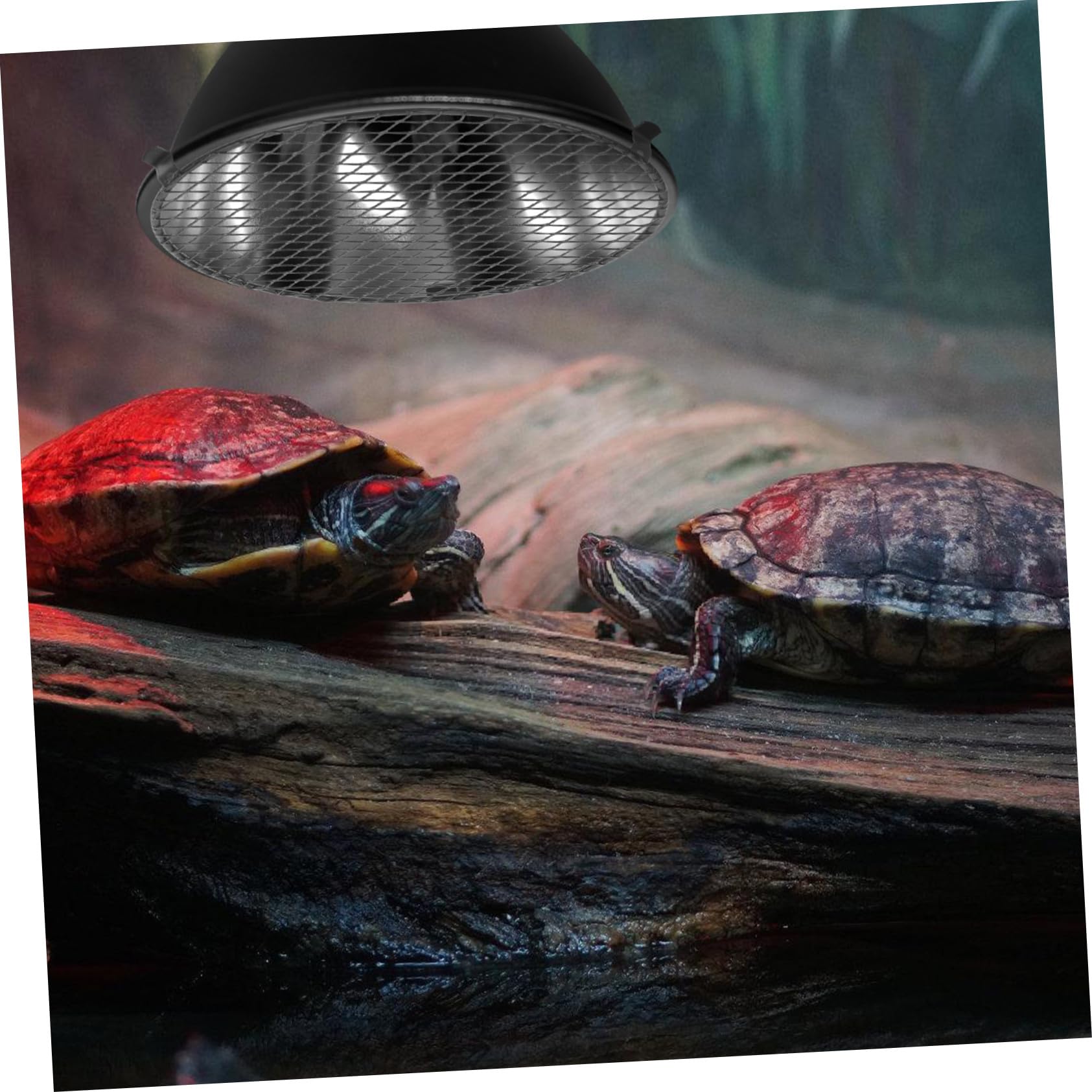 Hohopeti Wärmelampe mit Schutzkorb aus Eisen für Reptilien und Schildkröten Schneller Lampenwechsel Sicherer Lampenschutz für Terrarien bis 5,5 Zoll