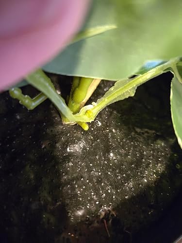 Lots of excess glue on leaves and stems