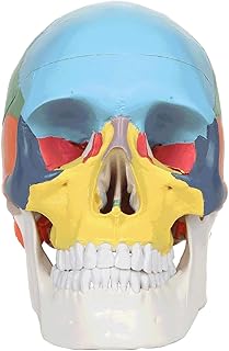 LAZRJ Human Skull Replica,3-Part Didactic Human Skull Model,Life Size Painted Medical Anatomical Skull Model Cast from Natural Specimen Didactic