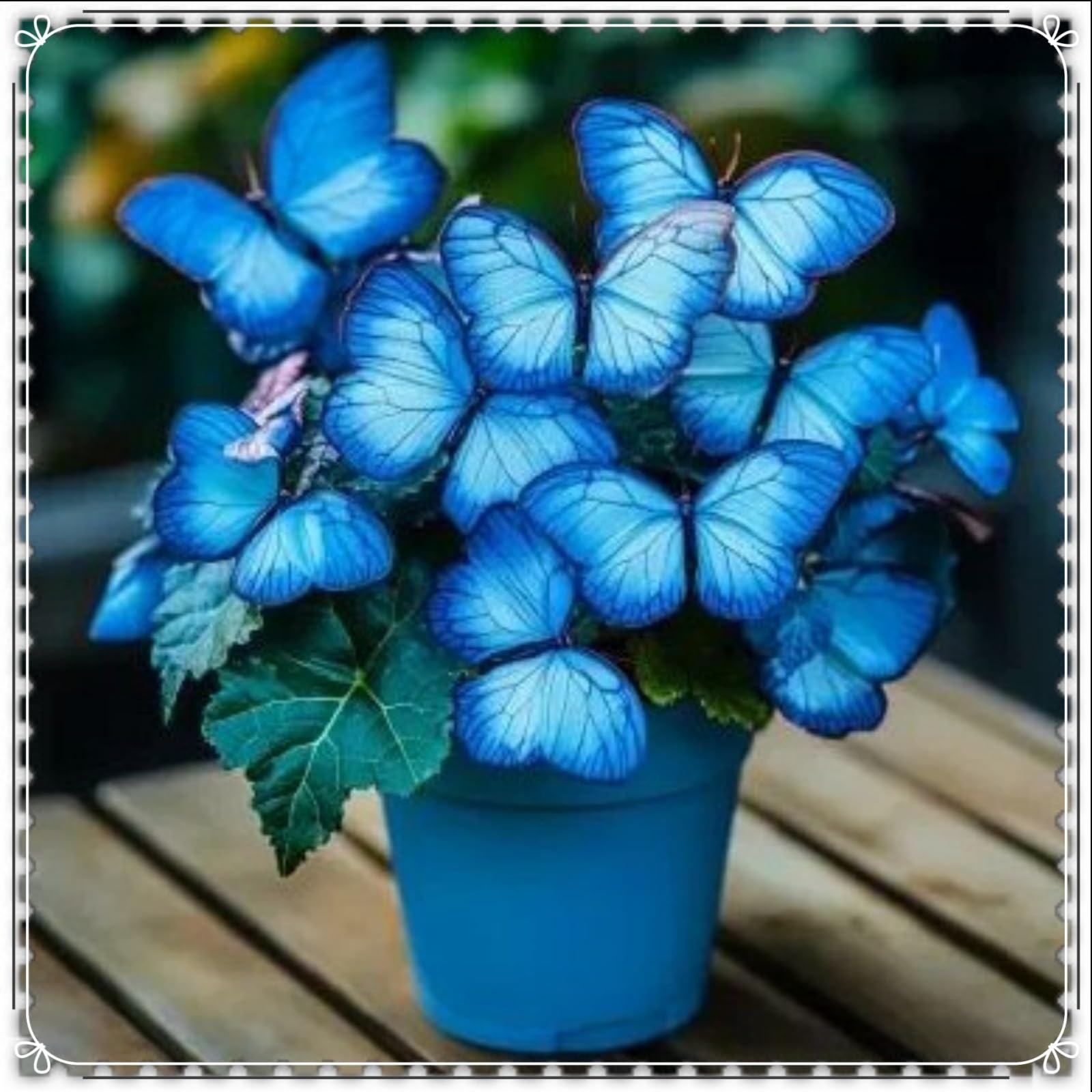 Perennial Hosta Bulb, Midnight Butterfly Flower Herb Hosta Rhizome, Shade-Tolerant ＆ Low-Maintenance, Ideal Garden Excellent Display -15 Bulbs-A