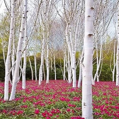 Miniatura 3 de Semillas de abedul de papel blanco (Betula papyrifera) Más de 50 semillas de abedul de canoa Impresionante árbol de color otoñal Resistente de