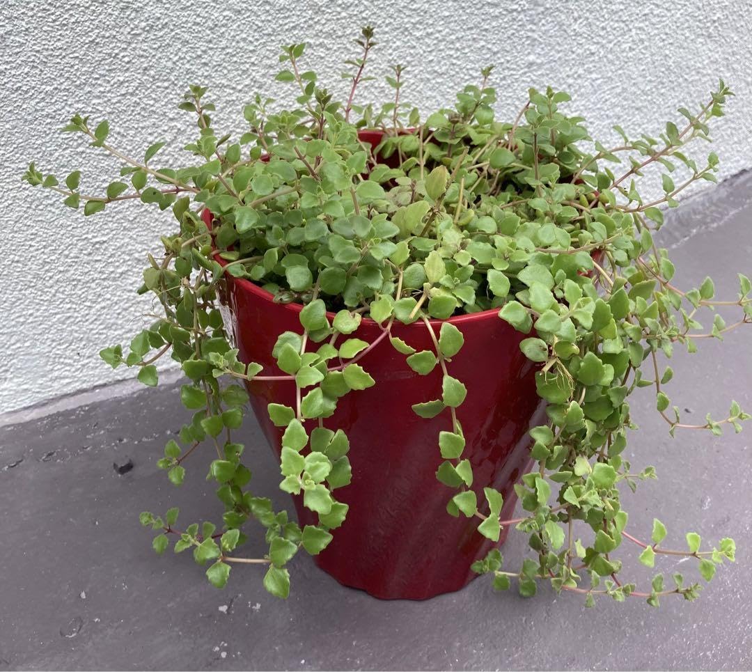 Amazon.co.jp: 多肉植物 プロストラーツス カット苗50g : ホビー