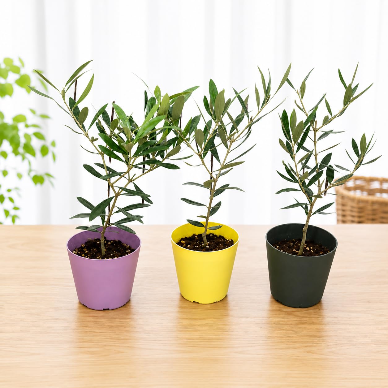 こすけ　オリーブ　3本 Amazon.co.jp: オリーブの木 苗木 3．5号 カラー鉢の硬質ポット（苗