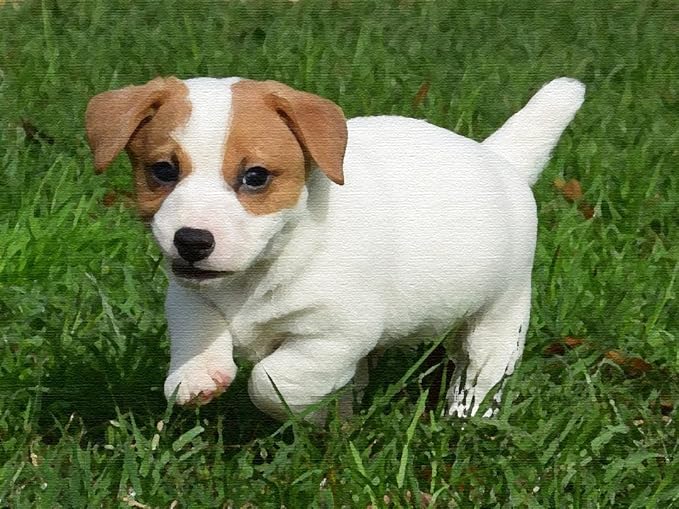 Amazon かわいいジャックラッセルテリアペットの犬の動物 大人の子供のための5dダイヤモンド塗装キット フルドリルdiyラウンドダイヤモンドアートナンバーキット クロスステッチ刺繡 40x50cm 刺しゅうキット 通販