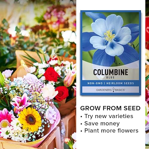 Miniatura 6 de Blue Columbine Seeds for Planting (Aquilegia Seeds) - Hermosa flor perenne azul para plantar en tu jardín de flores, polinizada abierta, sin OMG por