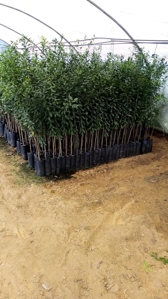 شتلات يوسفي مطعوم عالي الجودة سريع الانتاج يصلح للزراعات المنزلية فى الحديقة والبلكونة والاسطح