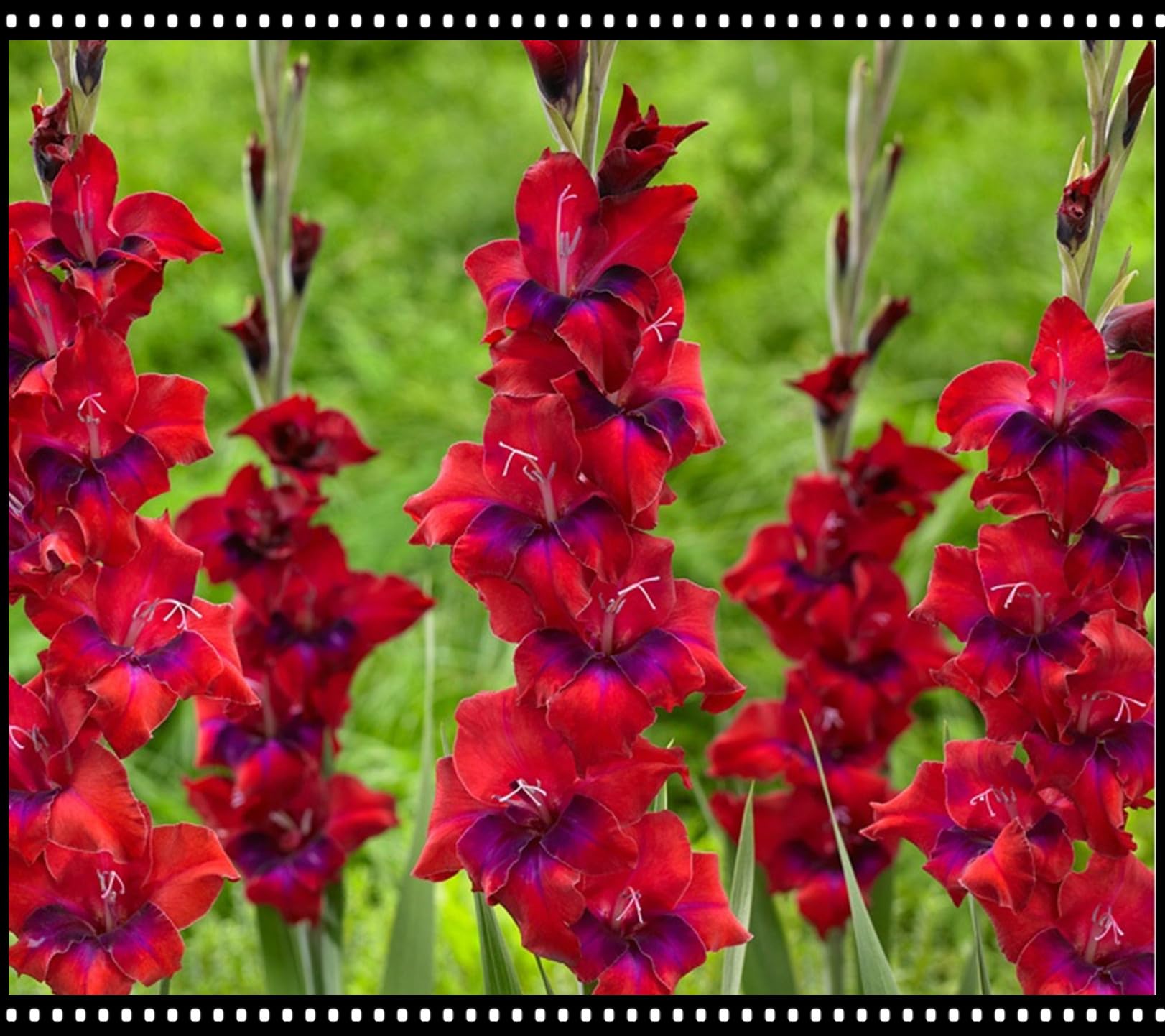Große Blüten, Berühmte Blumen in der Welt,Blumenzwiebeln,Stauden, Winterhartes Pflanzen,Gladiolen Pflanze Zwiebeln Winterharte MehrjäHrig,Schnittblumen,Gladiolenzwiebeln-5 Zwiebeln-E Garten