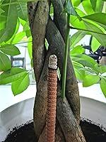 Vista 3 de Varilla de incienso grande de salvia de 12 horas, varillas de incienso para exteriores de larga duración (salvia/60 varillas)