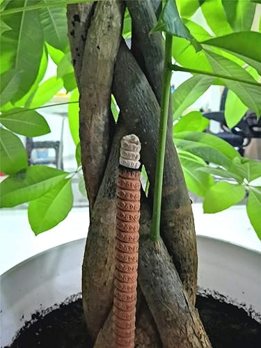 Miniatura 3 de Varilla de incienso grande de salvia de 12 horas, varillas de incienso para exteriores de larga duración (salvia60 varillas)