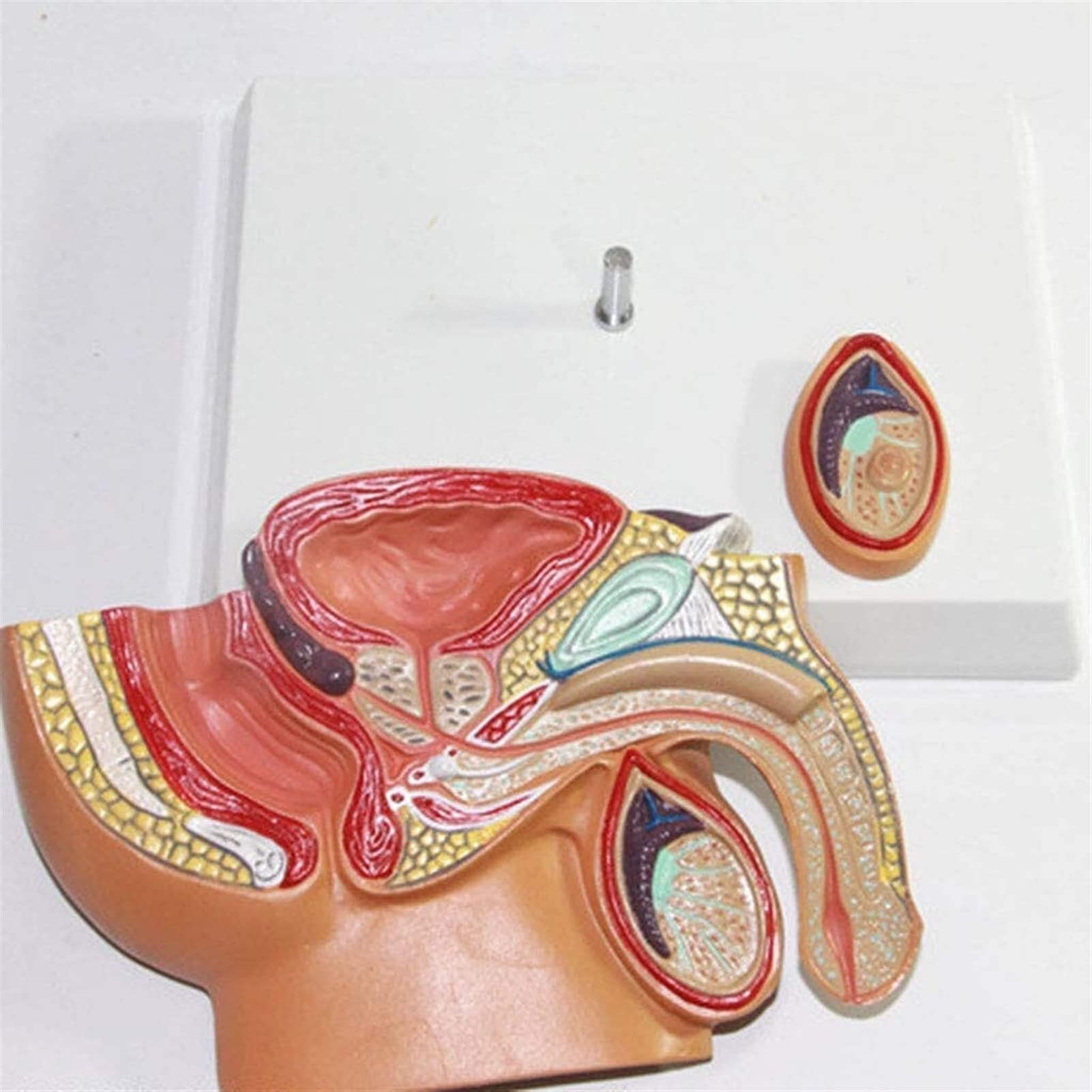 Anatomie de la prostate masculine, modèle d'enseignement scientifique populaire, médical, matériel pédagogique
