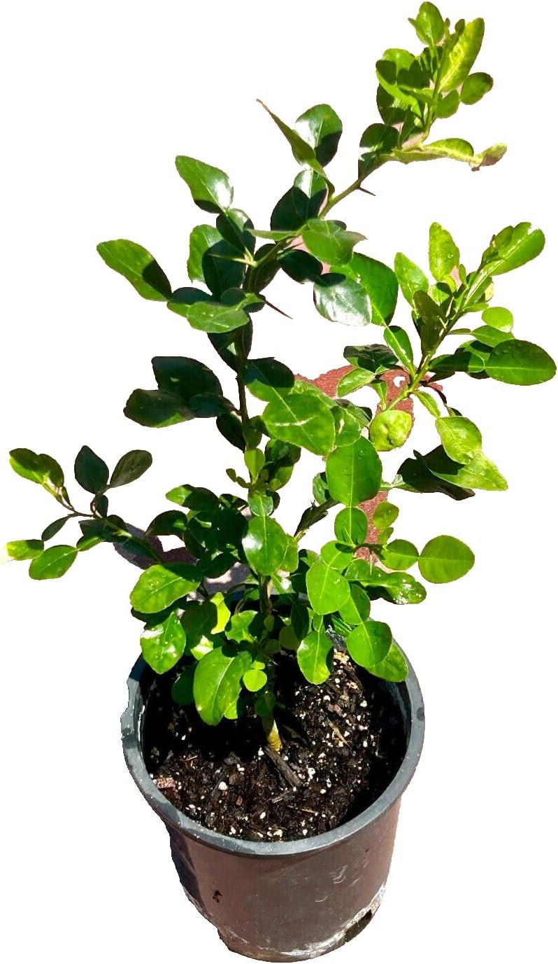 12"15" Kaffir Lime Plant/Makrut Plant/Kaffir Lime Tree