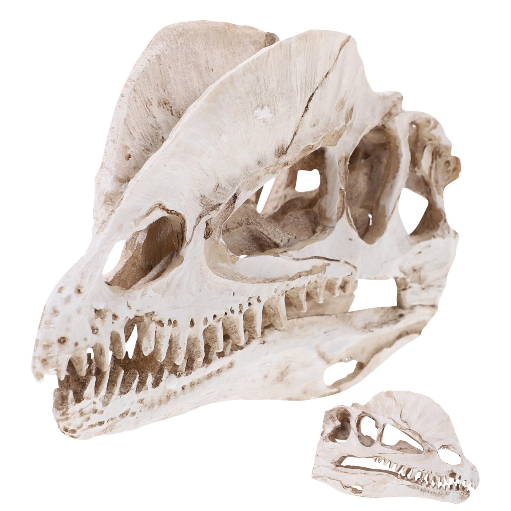 Crâne de dinosaure Dilophosaurus en résine réaliste pour décoration