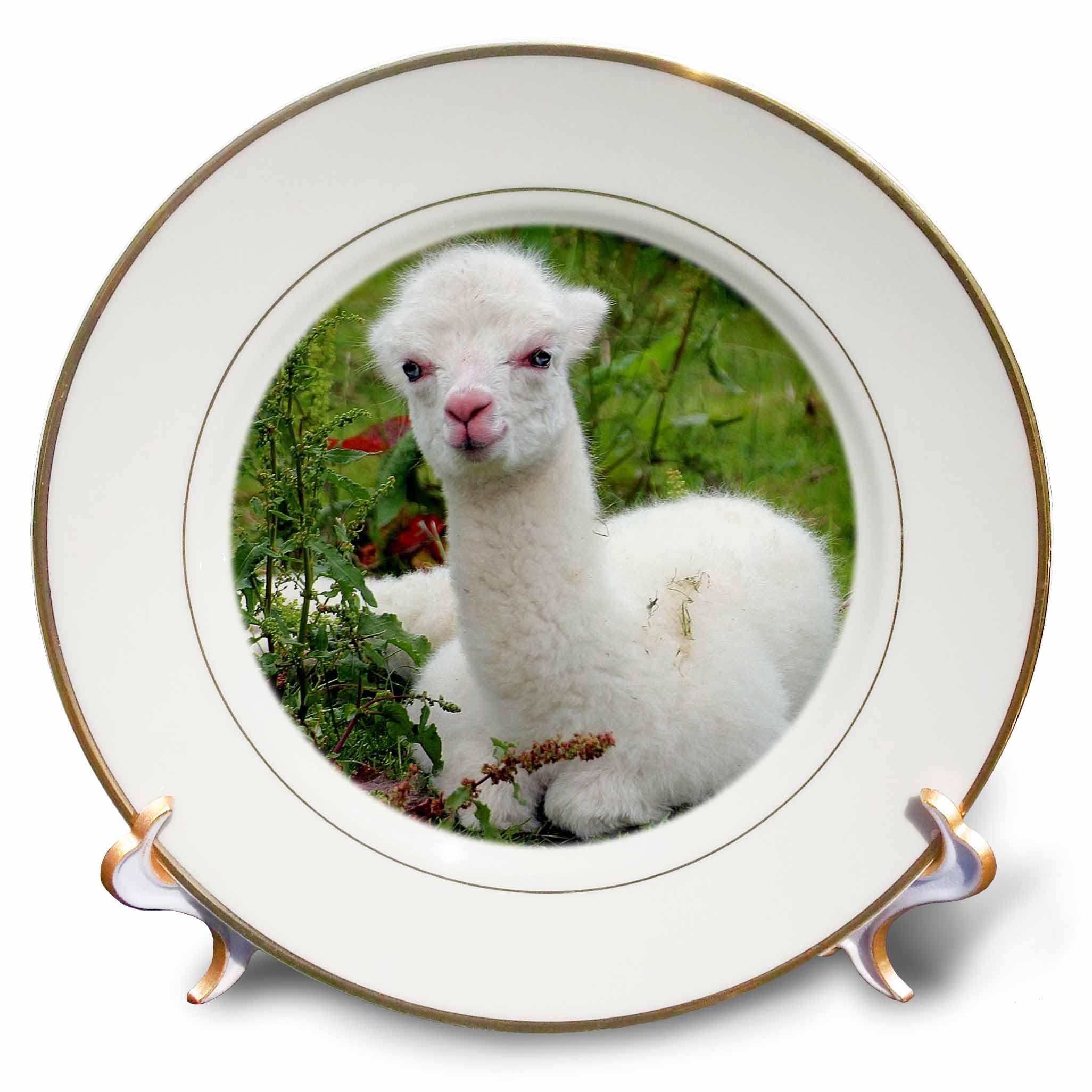 3dRose Young Alpaca. Lama. South America. White. Plate, 8