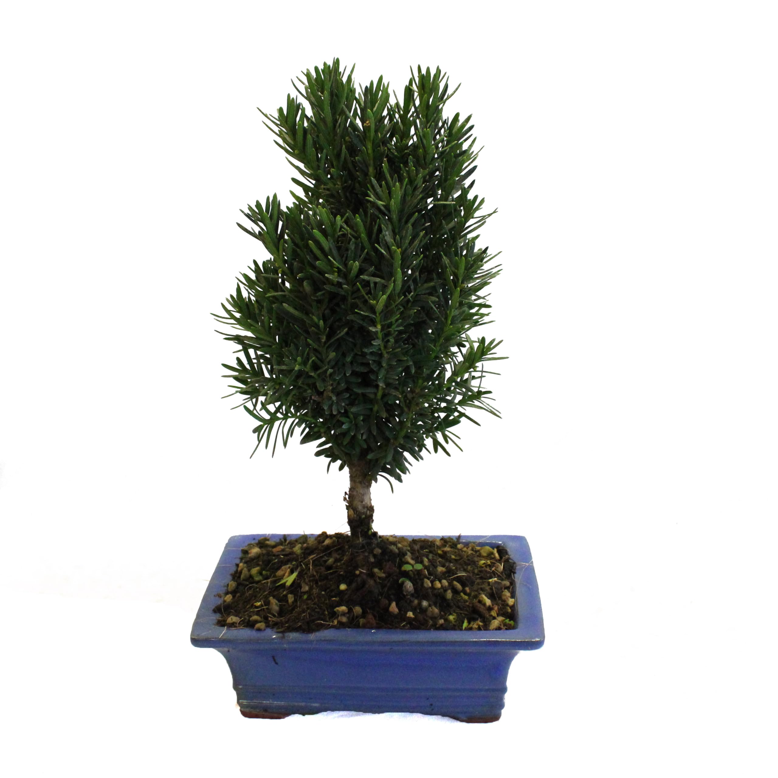 KENTIS - Bonsái de Tejo Japonés - Bonsái Taxus Cuspidata - Plantas Auténticas de Exterior - Maceta de Cerámica - Altura 30-35 cm Maceta Ø 19 cm