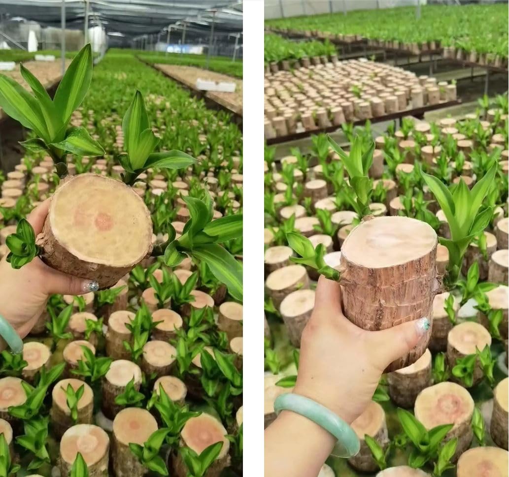 UGALOO Lucky wood, Brazillian wood, Good luck Live Plant (B0CYQ9H4PD) Amazon Price History, Amazon Price Tracker