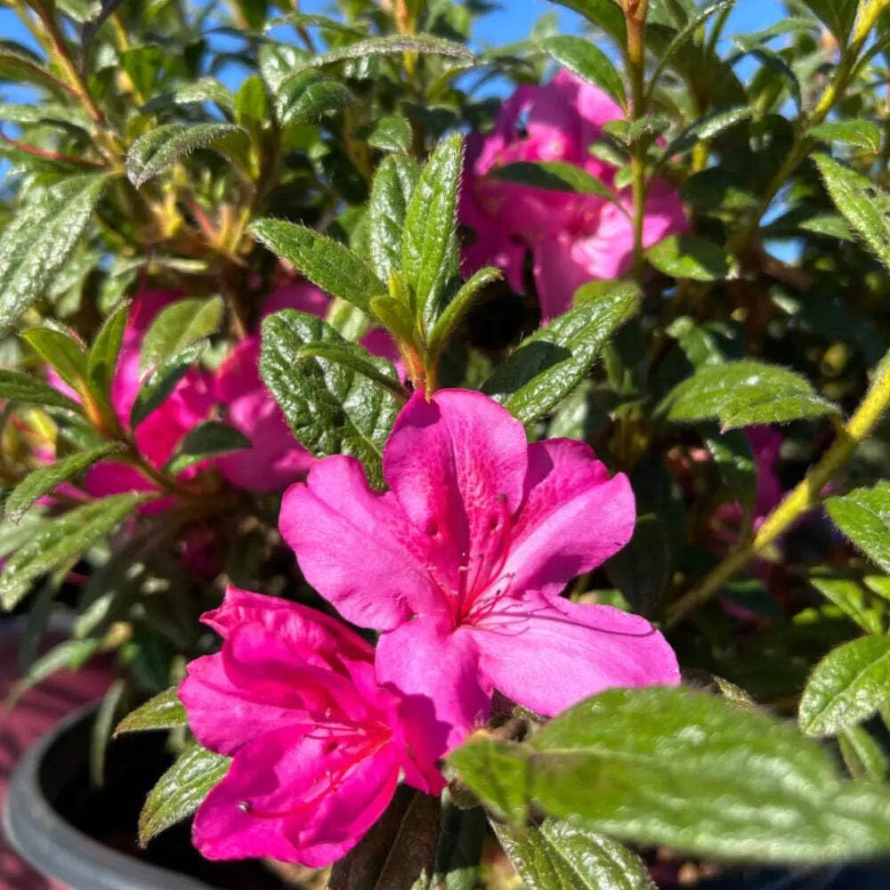 Azalea Encore Autumn Amethyst, 3 Gallon, Compact Reblooming Evergreen Shrub, Purple Flowers, Part Sun