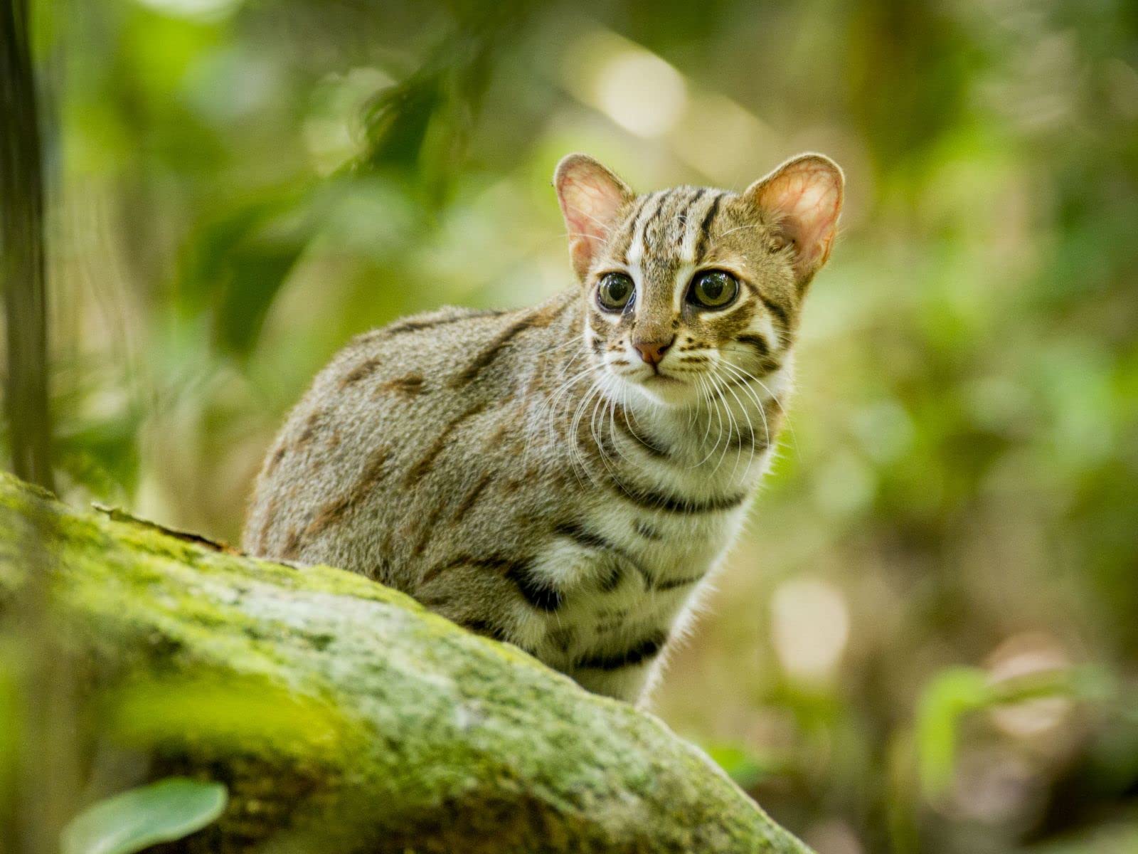 Amazon Co Jp 野生ネコ図鑑 字幕版 を観る Prime Video