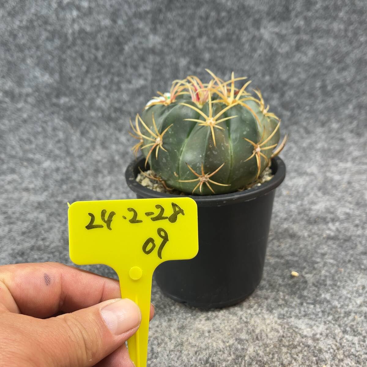 Amazon.co.jp: 鉢ごと発送フェロカクタス赤城 Ferocactus macrodiscus3