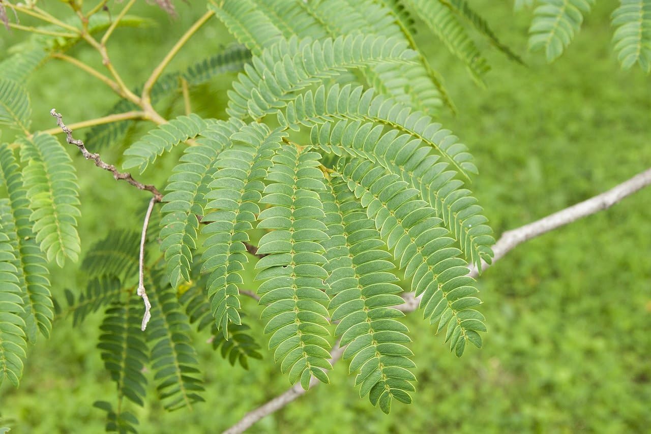 20 Semillas de Acacia de Constantinopla (Albizia Julibrissin) - Árbol Ornamental de Flores Rosadas