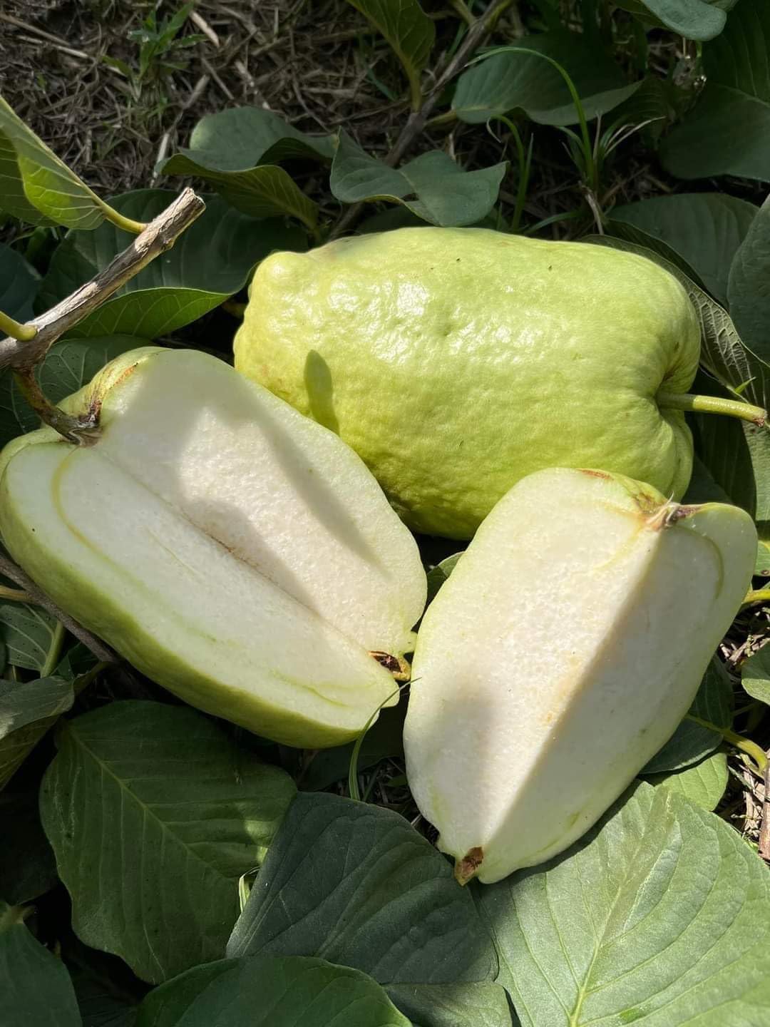 ONLINE PLANT BAZAR Alltime Seedless Japanese Sweet White Diamond Guava Fruit Amrud Grafted Live Plant & Tree(Plant Height-1.5 Ft - 2 Ft) Fruiting Start Under 6 To 8 Month-W2 (B0CRBKYXBM) Amazon Price History, Amazon Price Tracker